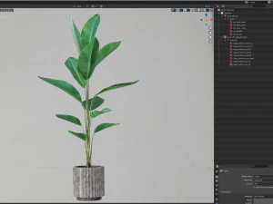 Collezione piante 593 Modello 3D