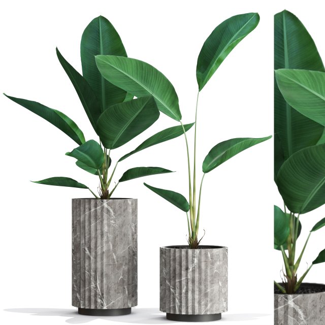 Plants collection 594 3D 模型 .c4d .max .obj .3ds .fbx .stl .blend 
