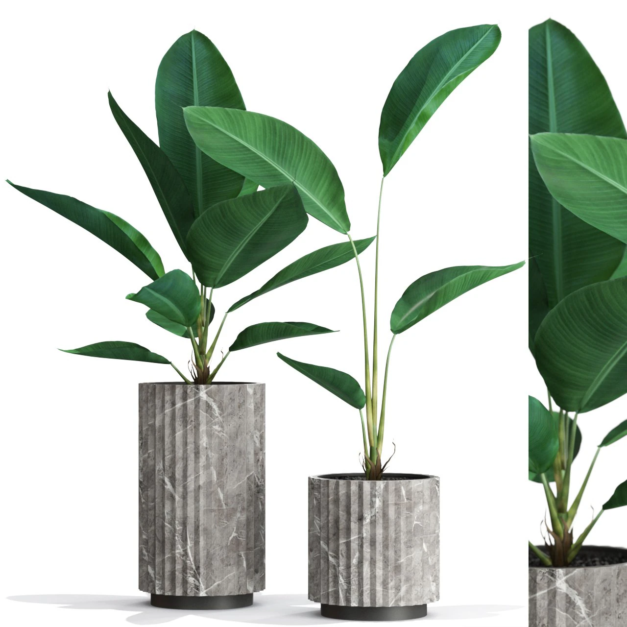 Plants collection 594 3D Model .c4d .max .obj .3ds .fbx .stl .blend 