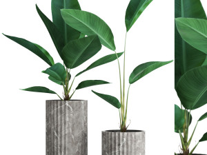 Plants collection 594 3Dモデル