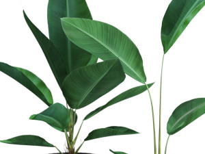 Plants collection 594 3D 模型