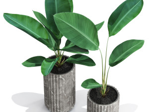 Plants collection 594 3D 模型