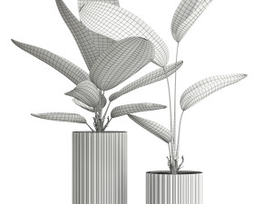Plants collection 594 3D 模型