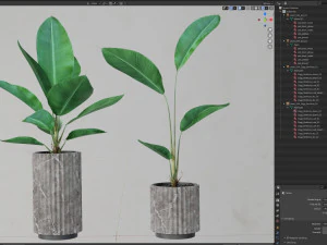 Plants collection 594 3D Model