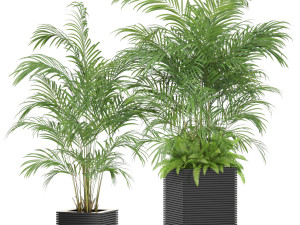 Plants collection 595 3D 模型