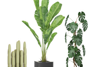 Plants collection 595 3D 模型
