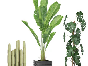 Plants collection 595 3D Model