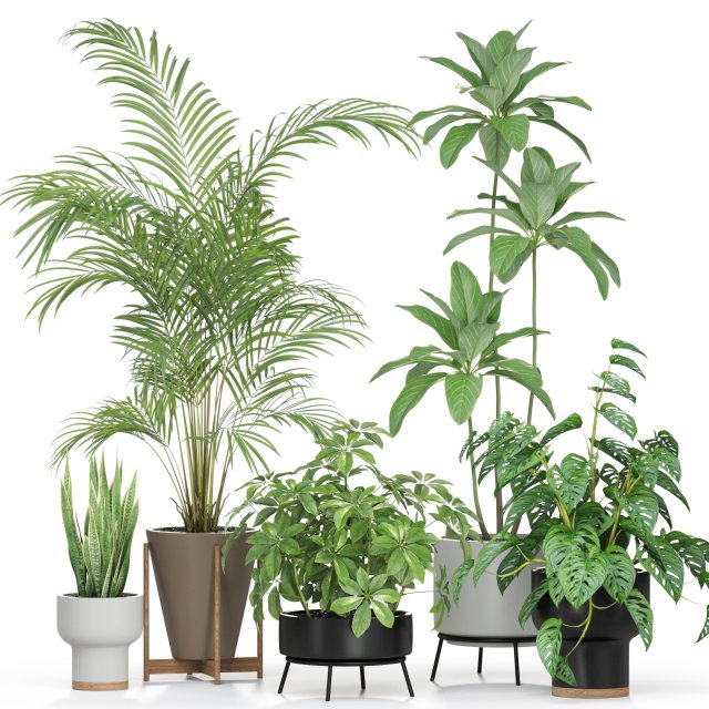 Plants collection 596 Modelo 3D .c4d .max .obj .3ds .fbx .stl .blend 