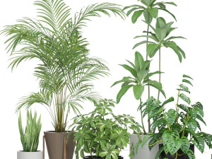 Plants collection 596 3D Model