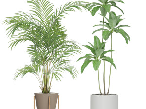 Plants collection 596 Modelo 3D