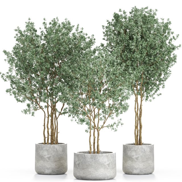 Plants collection 597 3D Model .c4d .max .obj .3ds .fbx .stl .blend 
