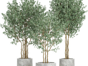 Plants collection 597 3D 模型