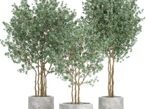 Kolekcja roślin 597 Model 3D