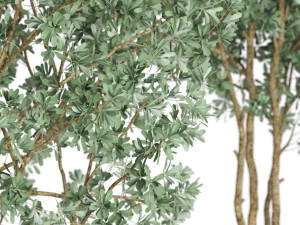Plants collection 597 3D Model