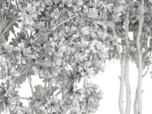 Plants collection 597 3D Model