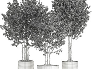 Plants collection 597 3D Model