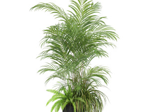 Plants collection 599 3D Model