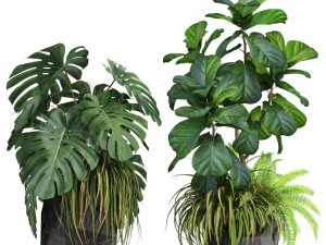 Plants collection 599 3D Model