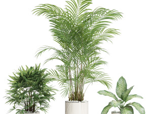 Plants collection 600 Modello 3D