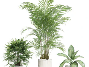 Plants collection 600 3D Model