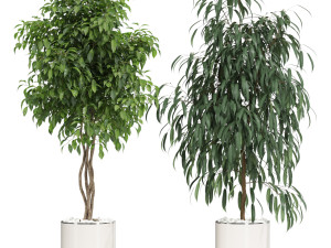 Plants collection 600 Modello 3D