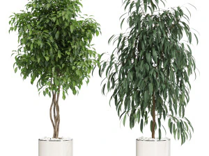 Plants collection 600 3D Model