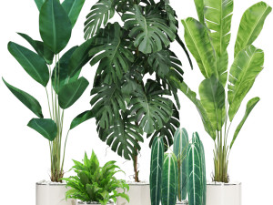 Plants collection 601 3Dモデル