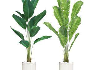 Plants collection 601 3D Model