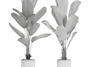 Plants collection 601 3D Model