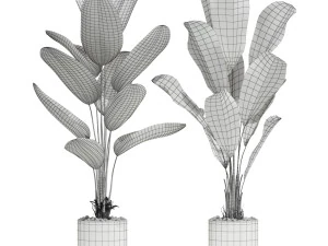 Plants collection 601 3D Model