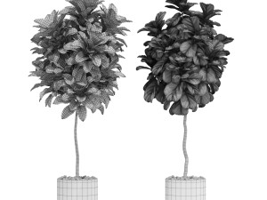 Plants collection 602 Modelo 3D