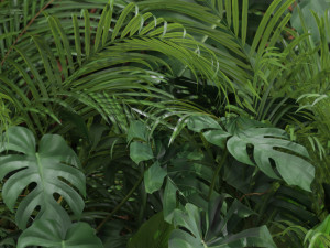Plants collection 603 Modello 3D