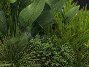 Plants collection 604 Model 3D