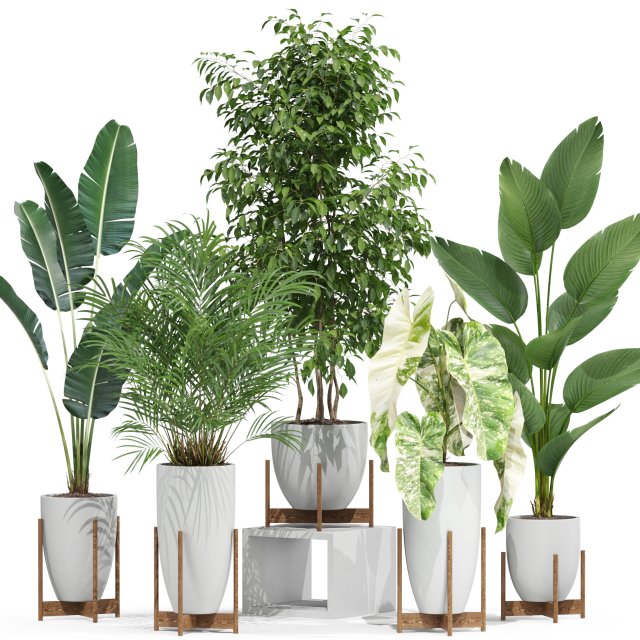 Plants collection 605 3D 模型 .c4d .max .obj .3ds .fbx .stl .blend 