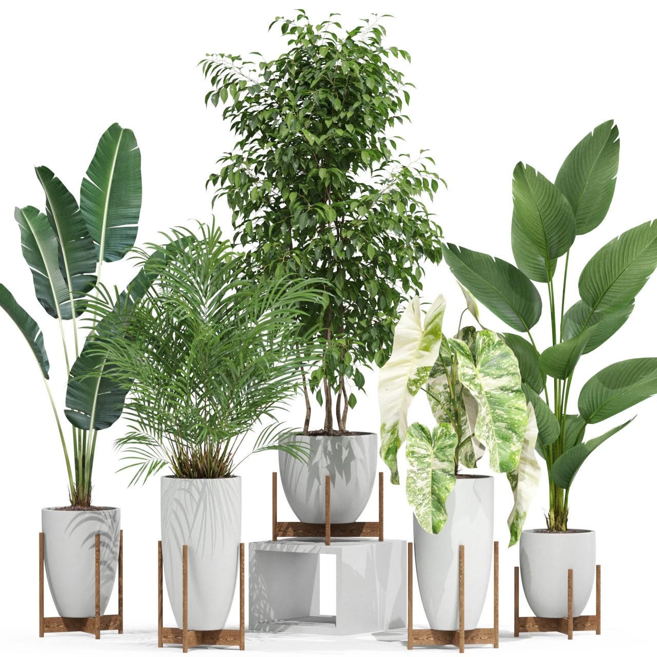 Plants collection 605 3D Model .c4d .max .obj .3ds .fbx .stl .blend 