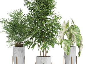 Plants collection 605 3D 模型