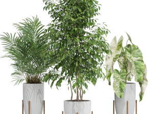 Plants collection 605 3D Model