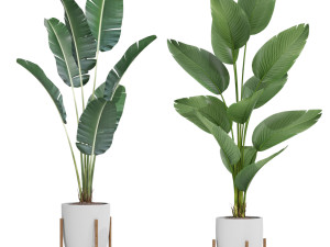 Plants collection 605 3D 模型