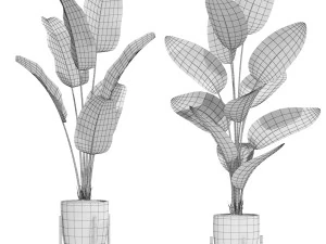 Plants collection 605 3D Model
