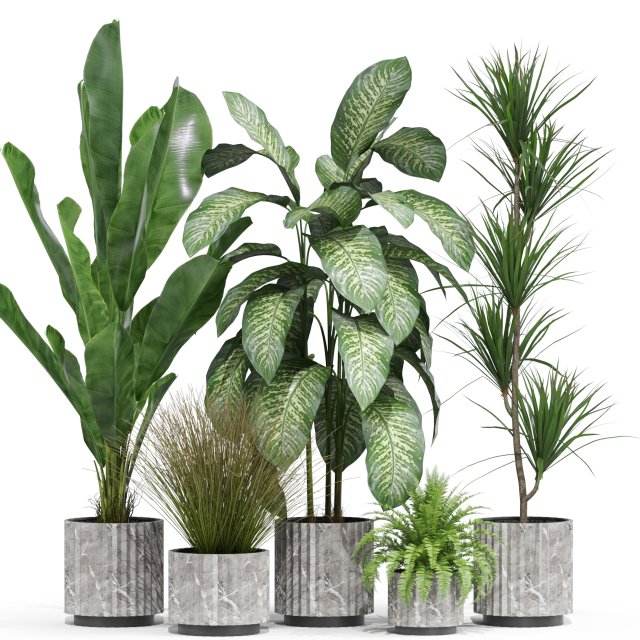 Plants collection 606 3Dモデル .c4d .max .obj .3ds .fbx .stl .blend 