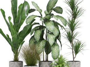 Коллекция растений 606 3D Модель