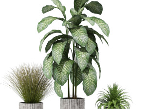 Plants collection 606 3Dモデル