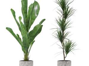 Plants collection 606 3Dモデル