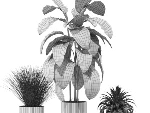 Plants collection 606 3Dモデル