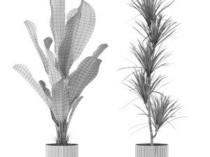 Plants collection 606 3Dモデル