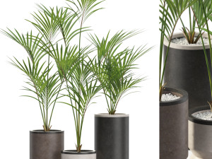 Plants collection 608 3D Model