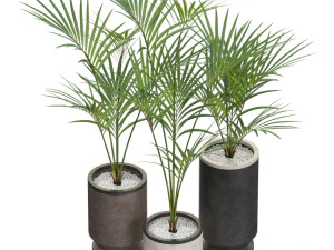 Plants collection 608 3D Model