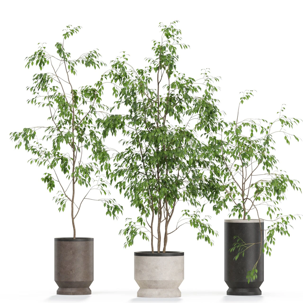Plants collection 609 3D Model .c4d .max .obj .3ds .fbx .stl .blend 