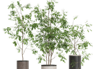 Plants collection 609 3D Модель