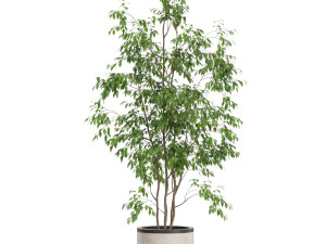 Plants collection 609 3D मॉडल